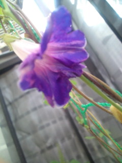 20110925080709.jpg
