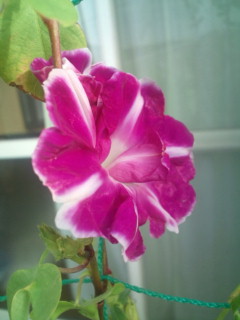 20110925080843.jpg