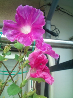 20110927072428.jpg