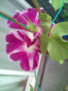 20110927072028.jpg