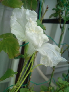 20110928065130.jpg
