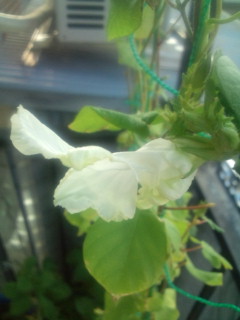 20110930074610.jpg