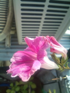 20111010082444.jpg