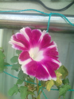 20111012070651.jpg