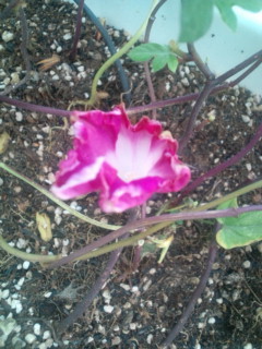 20111017070158.jpg