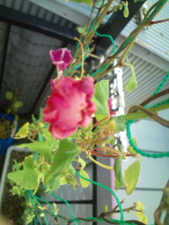 20111017070333.jpg