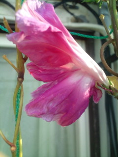 20111017070422.jpg