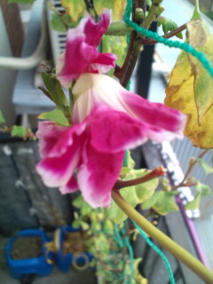 20111019071405.jpg