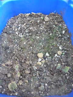 DCF00016.jpg